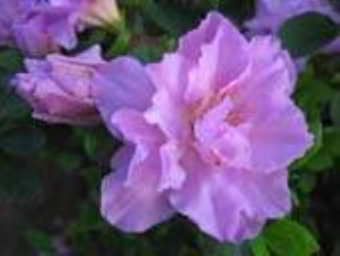 Rhododendron Extract